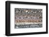 Nature's Beauty-null-Framed Premium Giclee Print