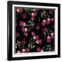 Nature’s Bounty - Cherries-Mindy Sommers-Framed Giclee Print