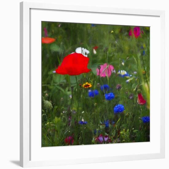 Nature's Colourbox, 2019,-Helen White-Framed Giclee Print