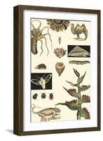 Nature's Curio III-Vision Studio-Framed Art Print