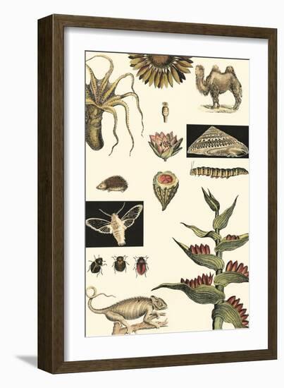 Nature's Curio III-Vision Studio-Framed Art Print