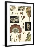 Nature's Curio IV-Vision Studio-Framed Art Print