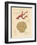 Nature's Curiosities 2-Chad Barrett-Framed Art Print