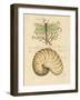 Nature's Curiosities 4-Chad Barrett-Framed Art Print