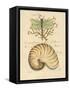 Nature's Curiosities 4-Chad Barrett-Framed Stretched Canvas