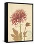 Nature's Curiosities 5-Chad Barrett-Framed Stretched Canvas