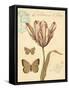 Nature's Curiosities 7-Chad Barrett-Framed Stretched Canvas