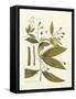 Nature's Elegance I-J.j. Plenck-Framed Stretched Canvas