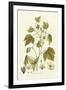 Nature's Elegance II-J.j. Plenck-Framed Art Print