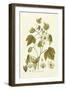 Nature's Elegance II-J.j. Plenck-Framed Art Print