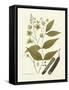 Nature's Elegance III-J.j. Plenck-Framed Stretched Canvas