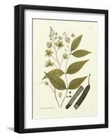 Nature's Elegance III-J.j. Plenck-Framed Art Print