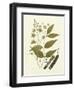 Nature's Elegance III-J.j. Plenck-Framed Art Print