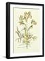 Nature's Elegance IV-J.j. Plenck-Framed Art Print