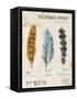 Nature's Feathers-Angela Staehling-Framed Stretched Canvas