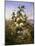 Nature's Gold-John Wainwright-Mounted Giclee Print