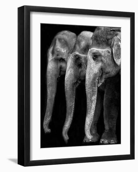 Nature's Great Masterpiece, an Elephant; the Only Harmless Great Thing...-Yvette Depaepe-Framed Photographic Print