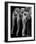 Nature's Great Masterpiece, an Elephant; the Only Harmless Great Thing...-Yvette Depaepe-Framed Photographic Print