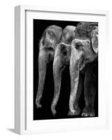 Nature's Great Masterpiece, an Elephant; the Only Harmless Great Thing...-Yvette Depaepe-Framed Photographic Print