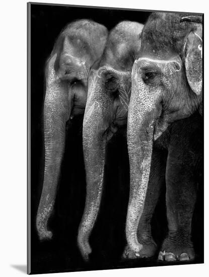 Nature's Great Masterpiece, an Elephant; the Only Harmless Great Thing...-Yvette Depaepe-Mounted Photographic Print