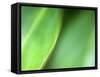 Nature's Green-Doug Chinnery-Framed Stretched Canvas