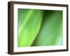 Nature's Green-Doug Chinnery-Framed Photographic Print