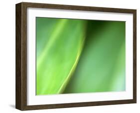 Nature's Green-Doug Chinnery-Framed Photographic Print