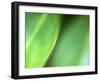 Nature's Green-Doug Chinnery-Framed Photographic Print