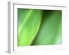 Nature's Green-Doug Chinnery-Framed Photographic Print