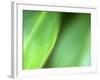 Nature's Green-Doug Chinnery-Framed Photographic Print