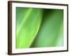 Nature's Green-Doug Chinnery-Framed Photographic Print