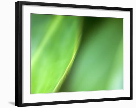 Nature's Green-Doug Chinnery-Framed Photographic Print