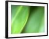 Nature's Green-Doug Chinnery-Framed Photographic Print