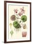 Nature's Harvest I-Vision Studio-Framed Art Print