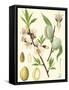 Nature's Harvest II-Vision Studio-Framed Stretched Canvas