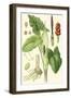 Nature's Harvest IV-Vision Studio-Framed Art Print