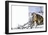 Nature's Kingdom: Hunter of the Highlands - the Wildcat-Susan Cartwright-Framed Giclee Print