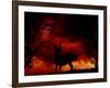 Nature's Morning-Julie Fain-Framed Art Print