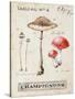 Nature's Mushrooms-Angela Staehling-Stretched Canvas