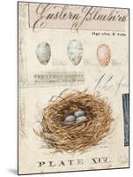Nature's Nest-Angela Staehling-Mounted Art Print
