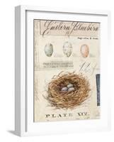 Nature's Nest-Angela Staehling-Framed Art Print