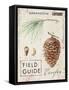 Nature's Pinecone-Angela Staehling-Framed Stretched Canvas