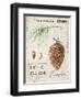 Nature's Pinecone-Angela Staehling-Framed Art Print