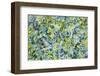 Nature’s Symphony-Jessica Torrant-Framed Art Print