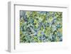 Nature’s Symphony-Jessica Torrant-Framed Art Print