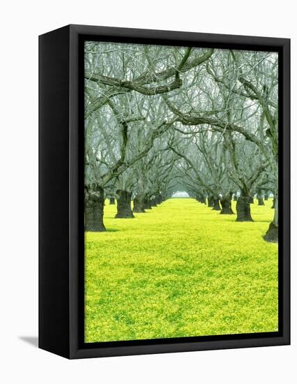 Nature Series 827-PhotoDF-Framed Stretched Canvas