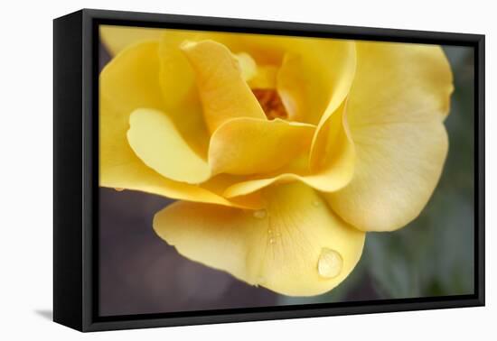 Nature Series 881-PhotoDF-Framed Stretched Canvas