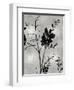 Nature Silhouette Silver II-Danielle Carson-Framed Art Print