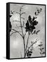 Nature Silhouette Silver II-Danielle Carson-Framed Stretched Canvas