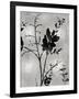 Nature Silhouette Silver II-Danielle Carson-Framed Art Print